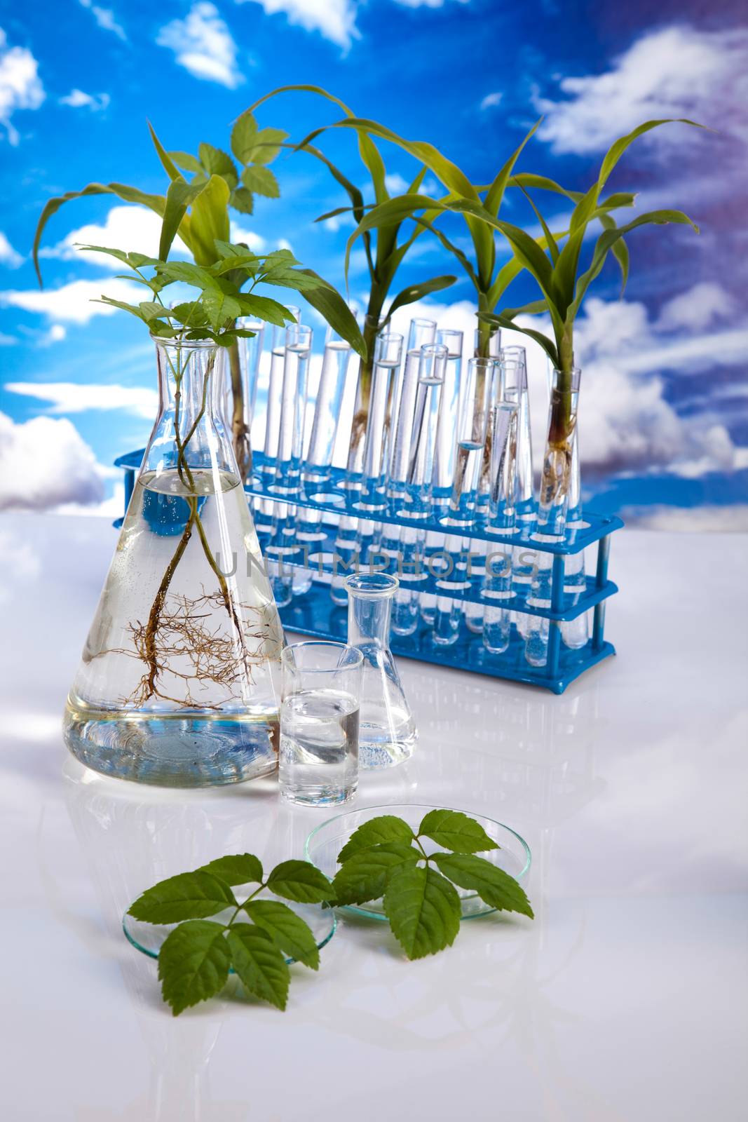 Science experiment with plant laboratory