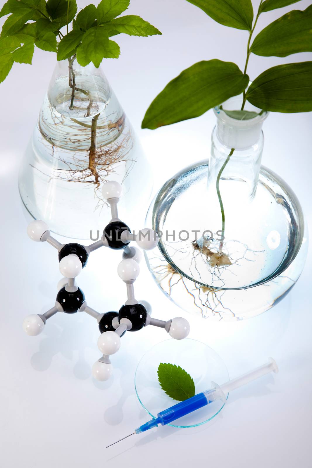 Plant in a test tube in hands of the scientist
