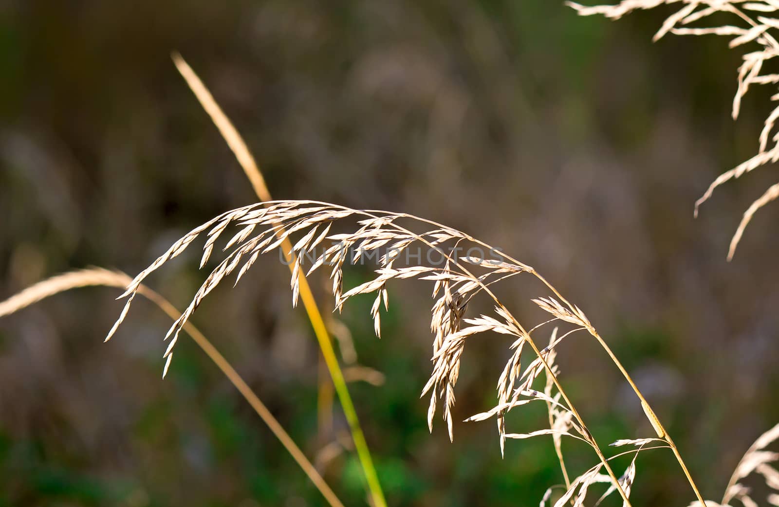 Autumn landscape : the stems of dried grass on a dark green background.