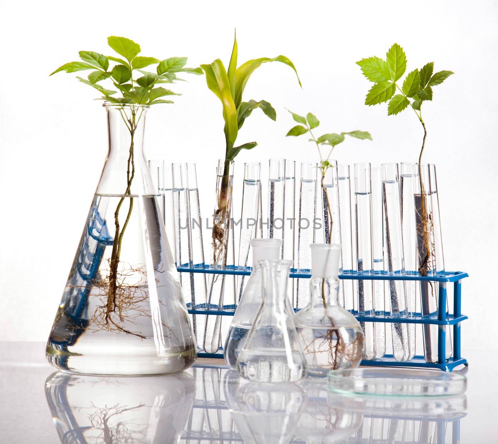 Science experiment with plant laboratory