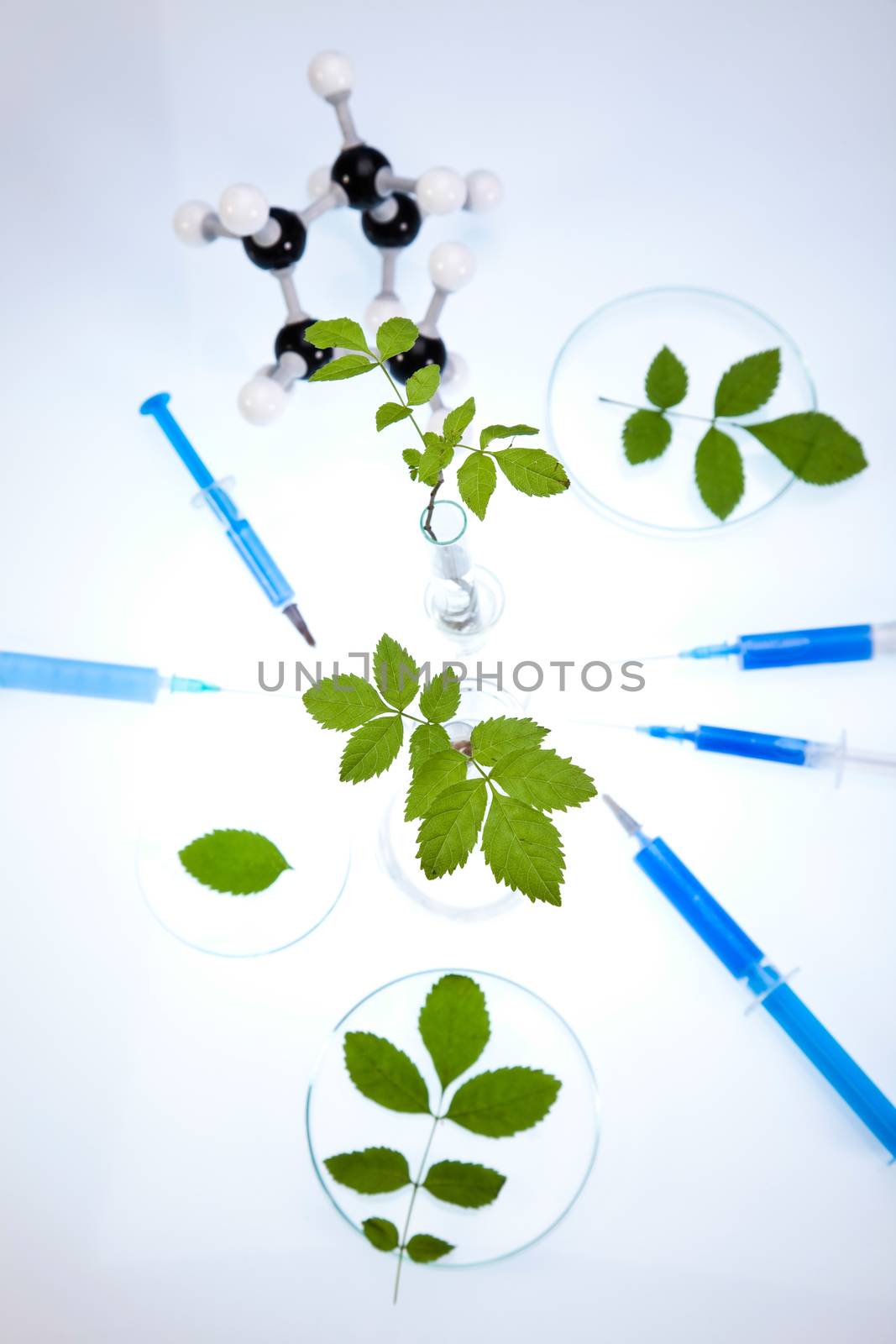Plant in a test tube in hands of the scientist
