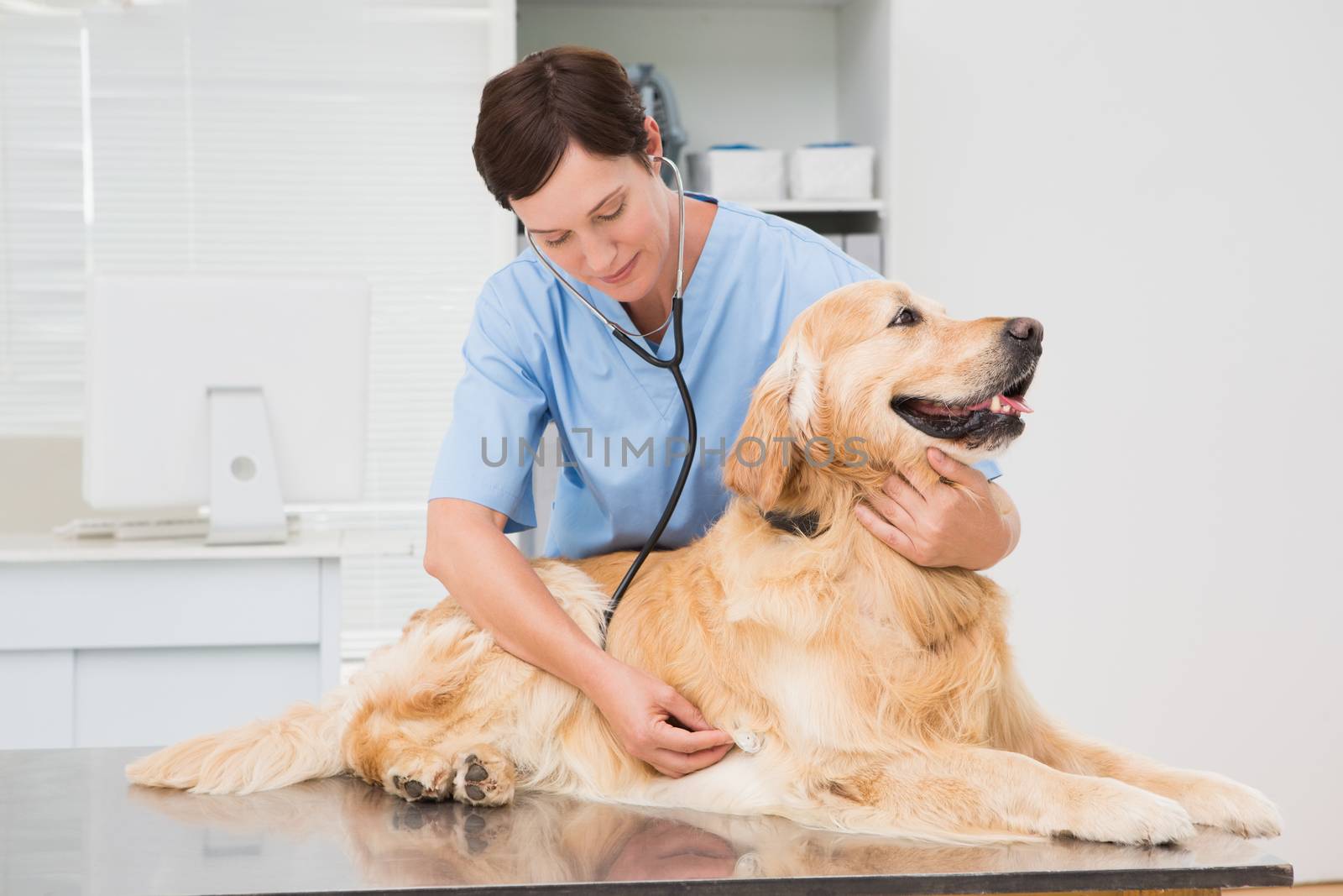 Veterinarian examining a cute dog with a stethoscope  by Wavebreakmedia