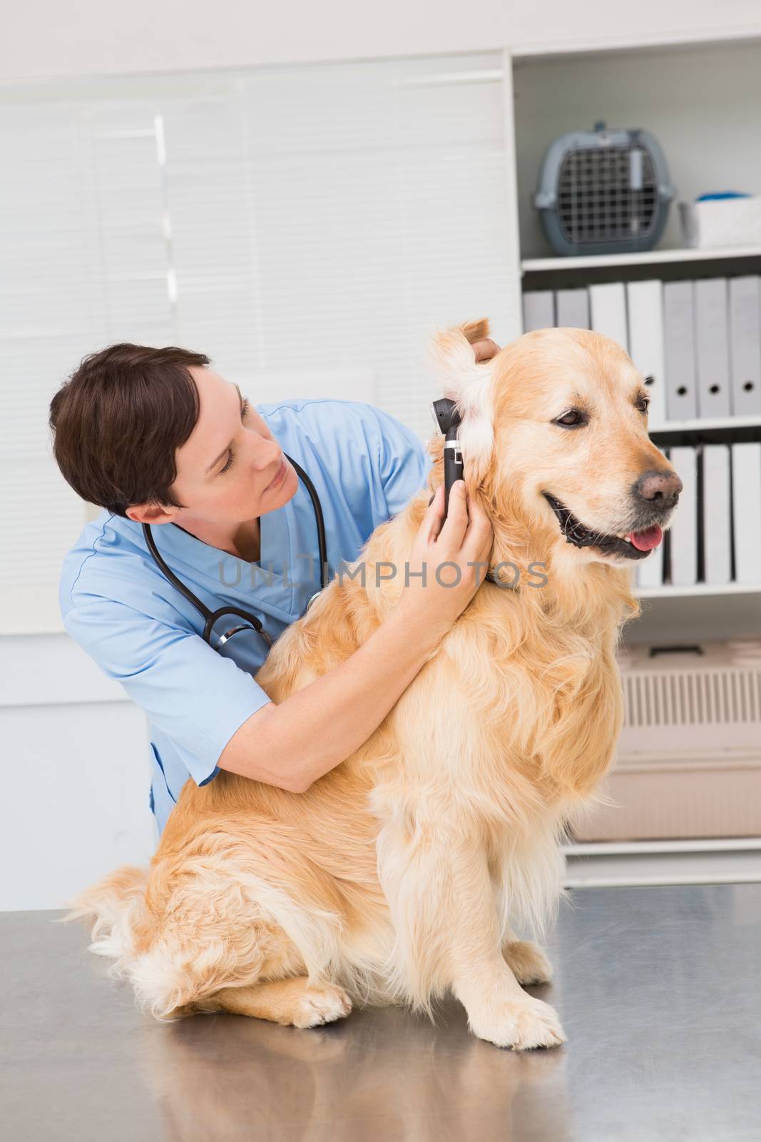 Veterinarian using otoscope to dog  by Wavebreakmedia