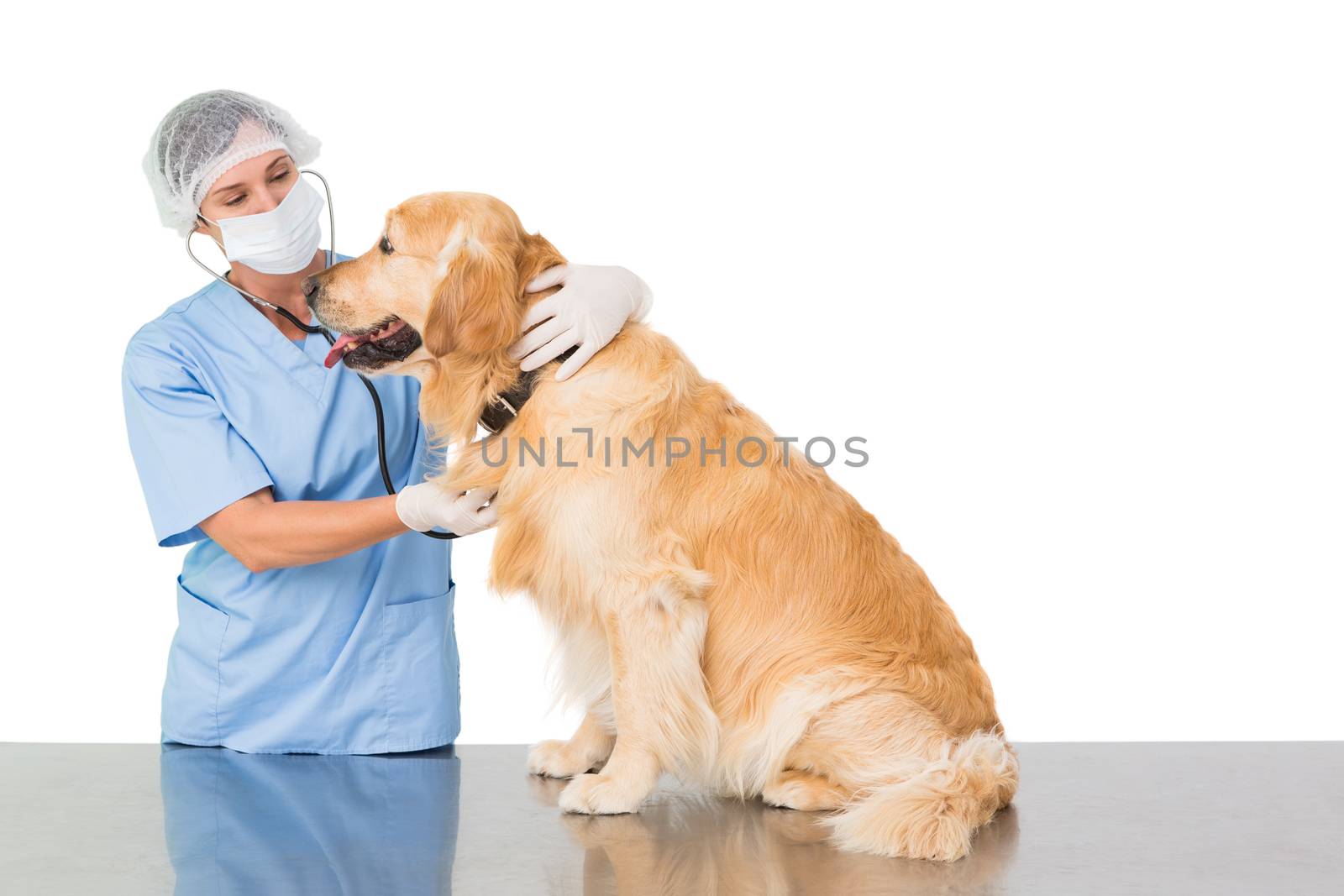 Veterinarian examining a dog by Wavebreakmedia
