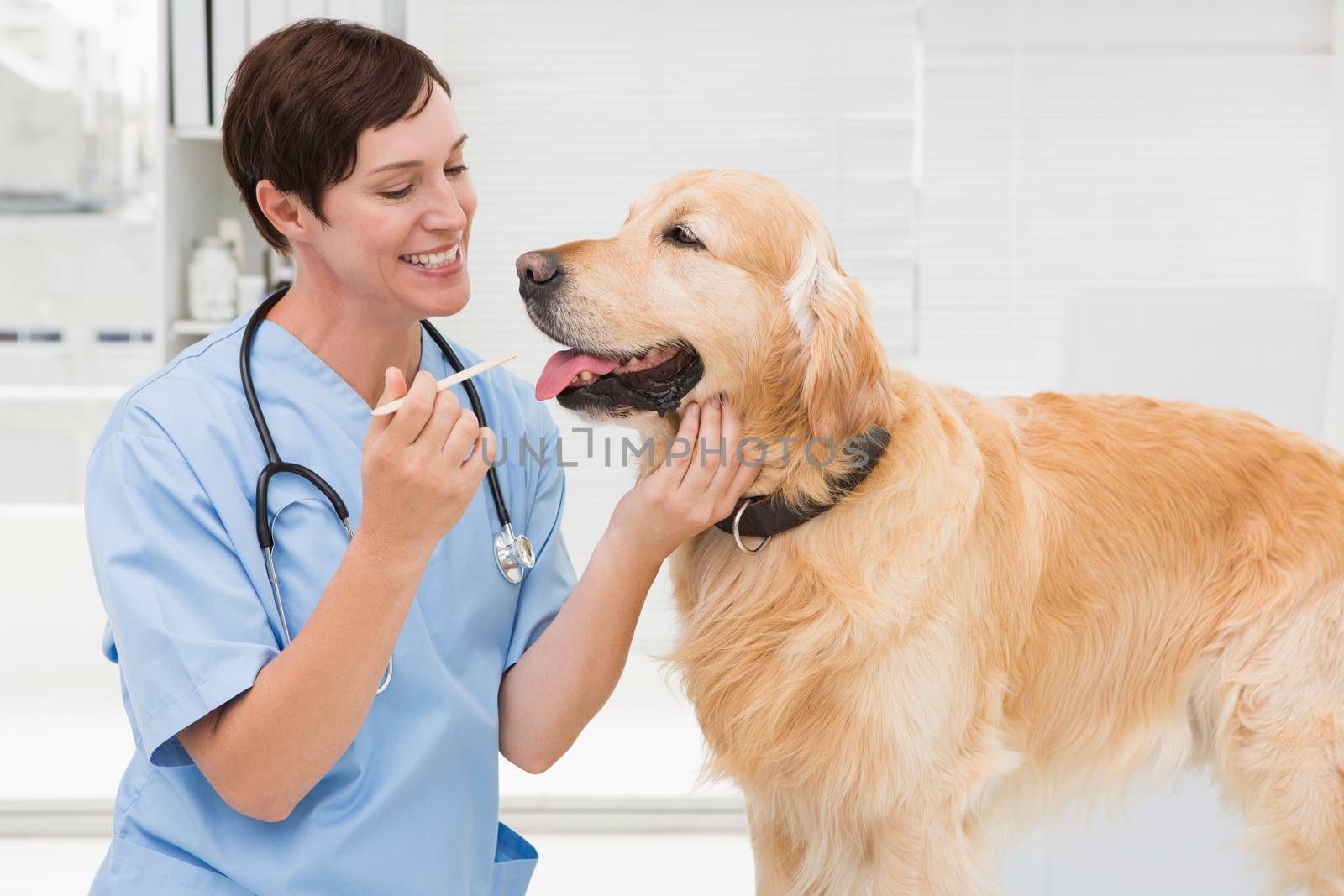 Veterinarian examining mouth of a cute dog by Wavebreakmedia