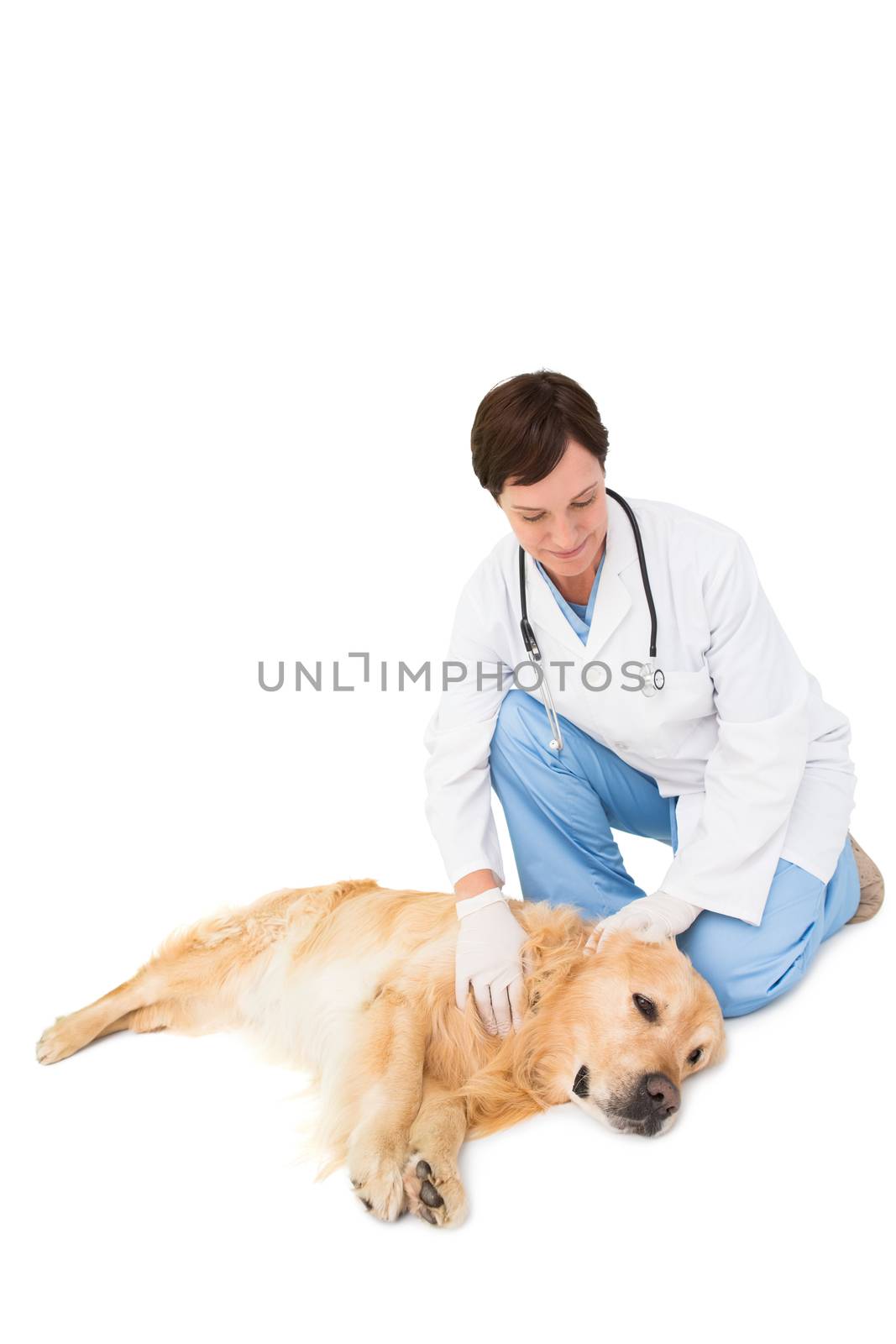 Veterinarian examining a dog in medical office