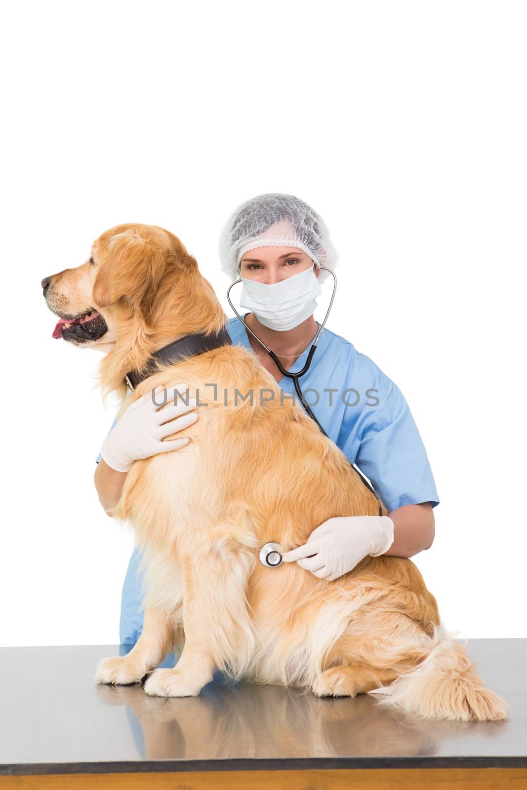 Veterinarian examining a dog on white backboard 