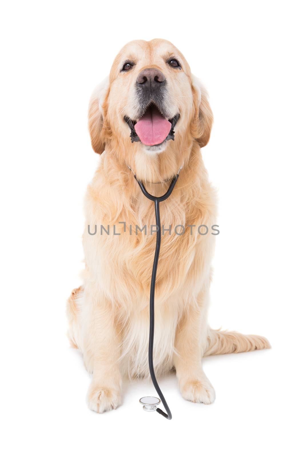 Dog with stethoscope looking at camera  by Wavebreakmedia