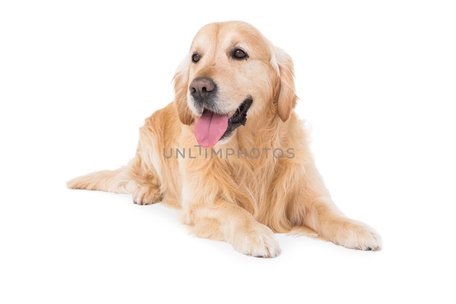 Lying dog looking to the side on white background