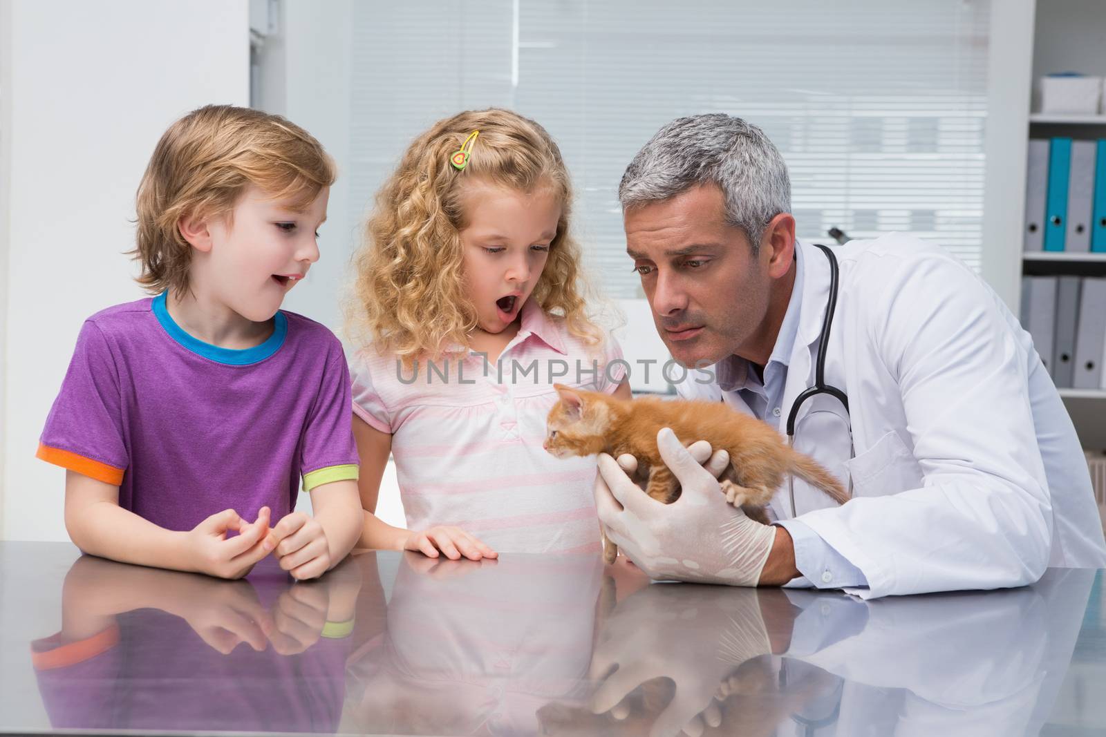Veterinarian examining a cute cat with its owners  by Wavebreakmedia