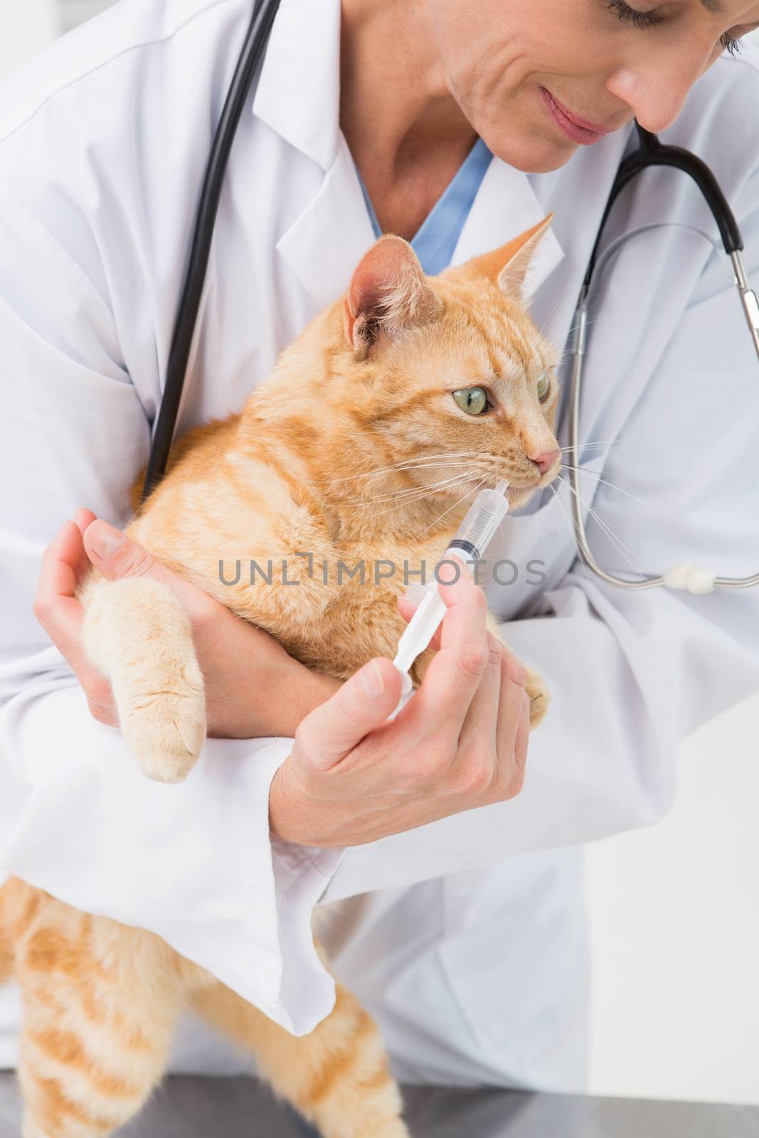 Veterinarian doing injection at a cute grey cat in medical office