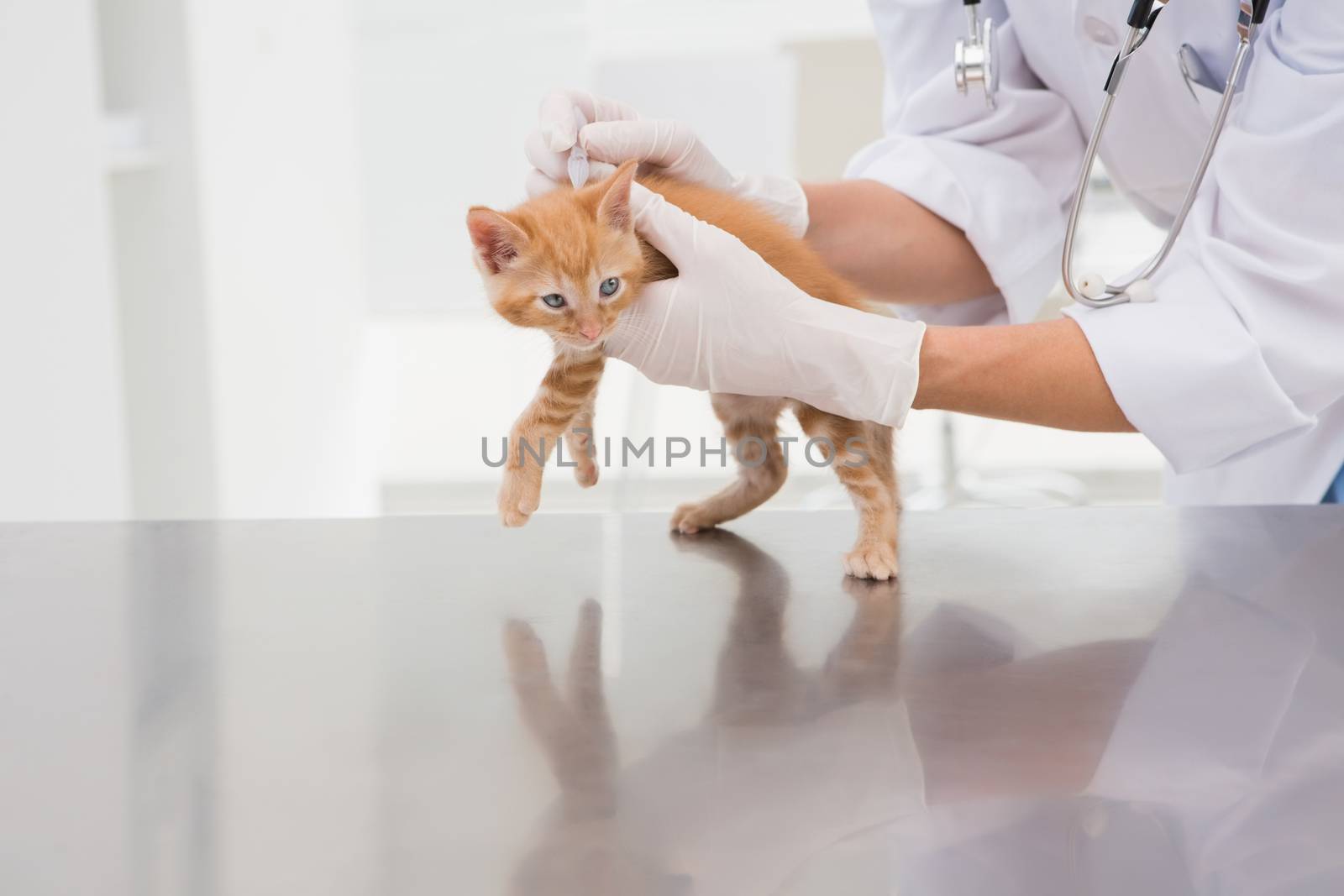 Veterinarian examining a cat in medical office 