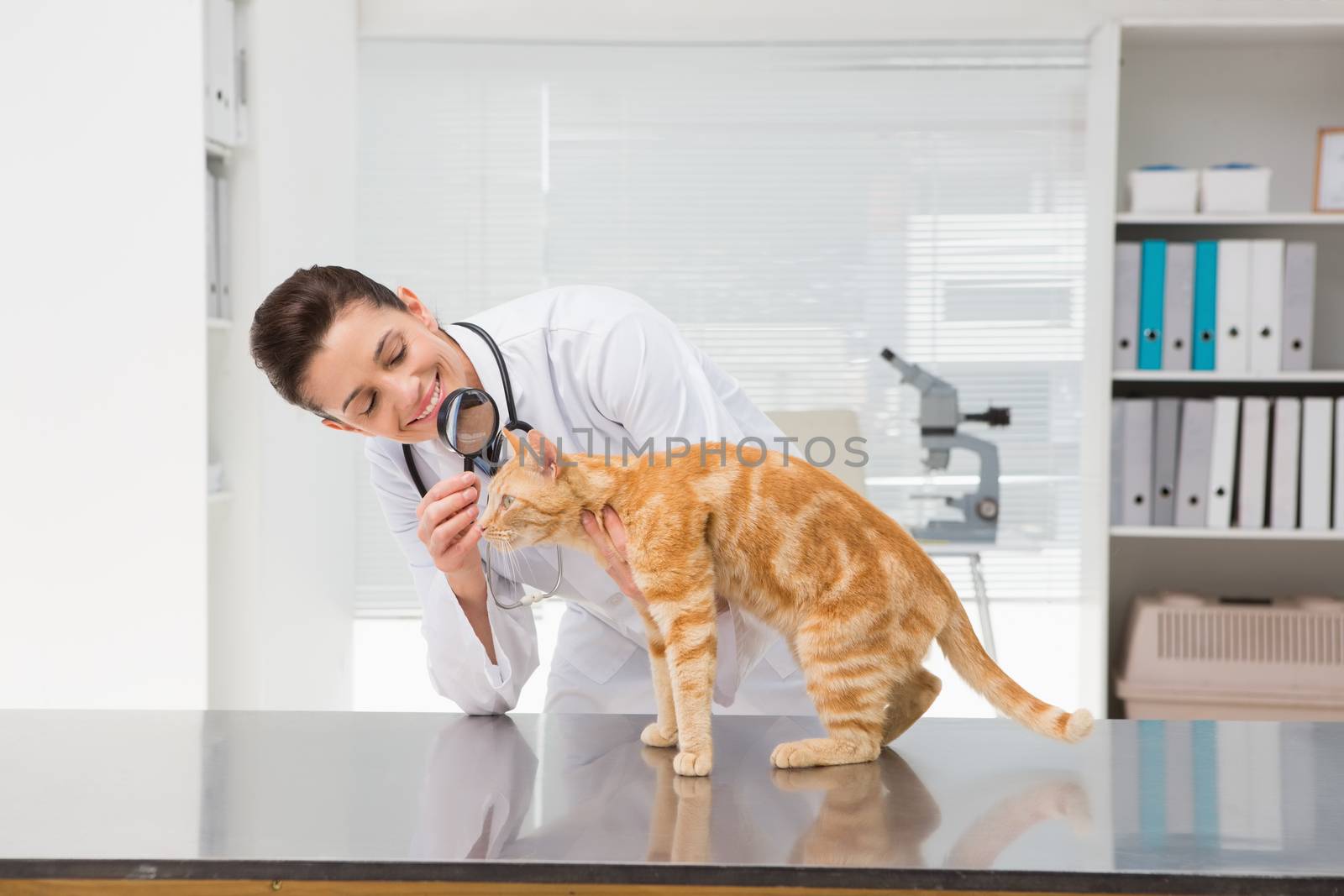 Veterinarian examining a cat with magnifying glass in medical office 