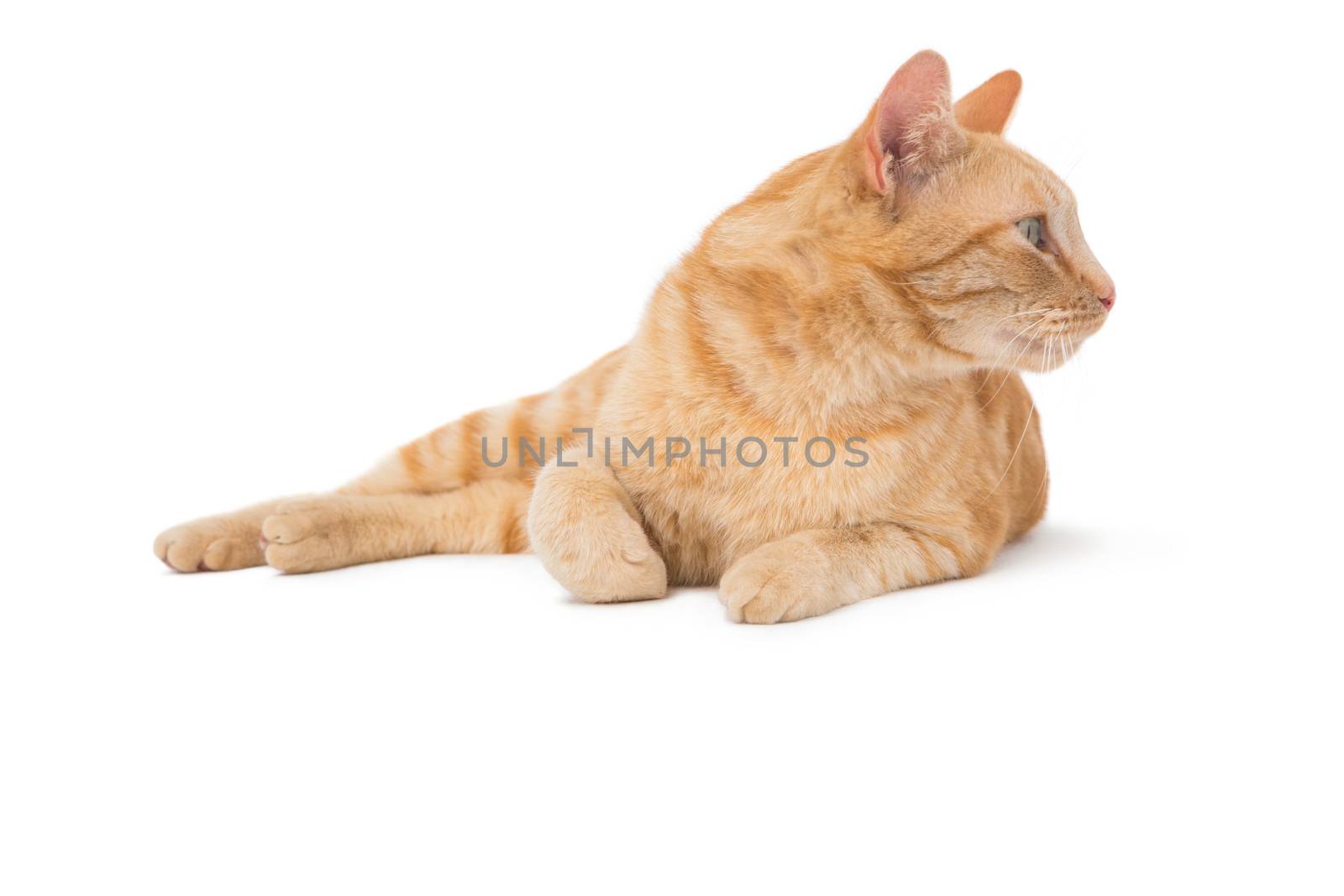 Cute maine coon lying alone on white background