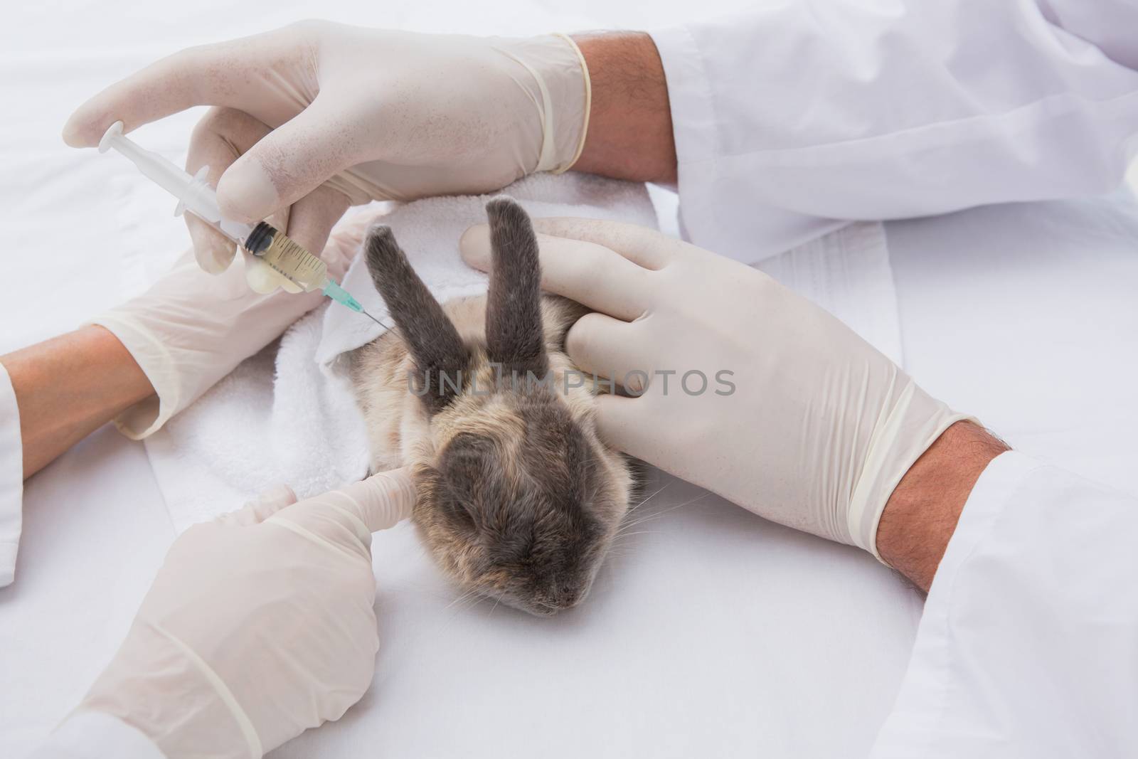 Veterinarians doing injection at a rabbit in medical office 
