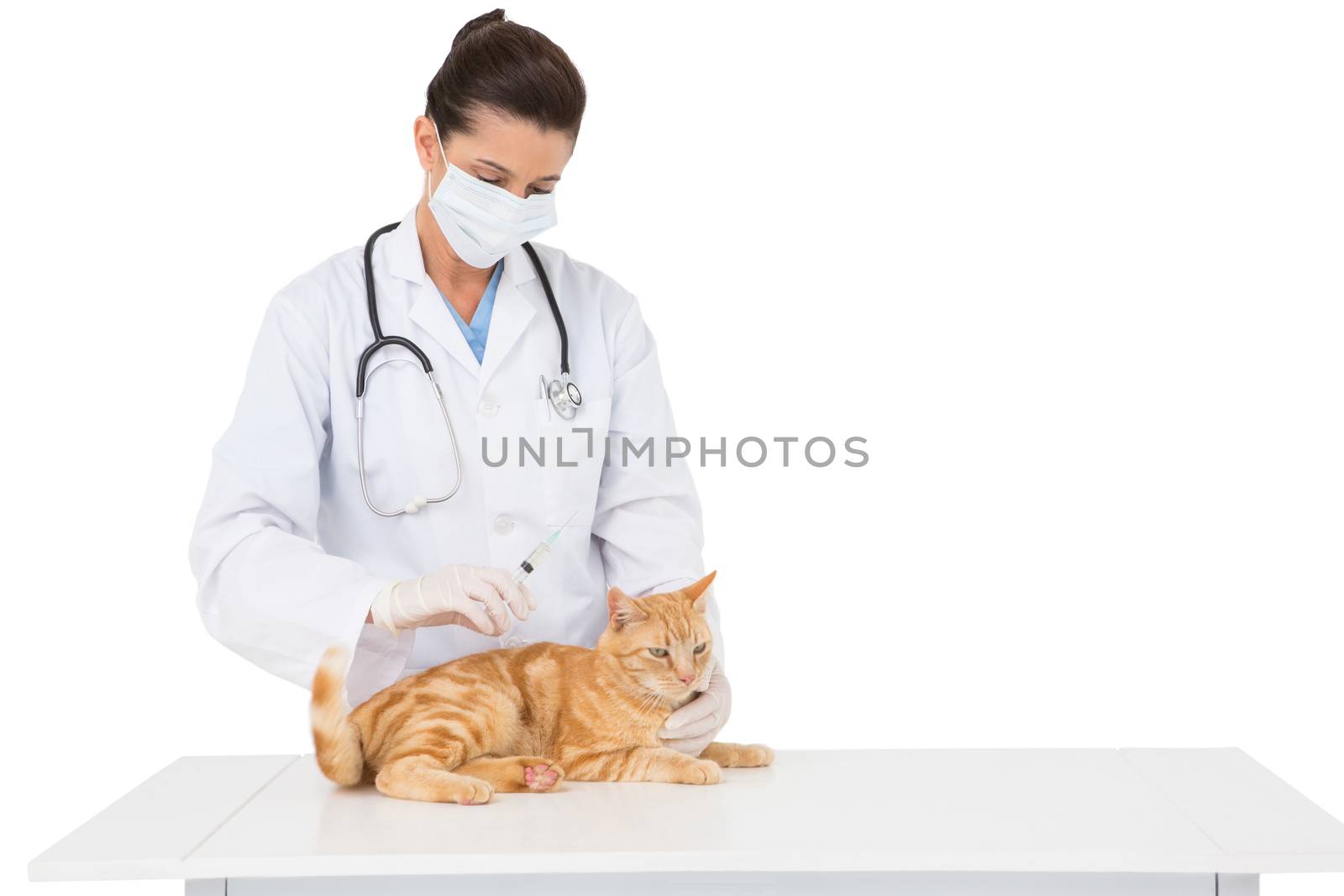 Veterinarian with surgical mask examining a cat on white background 