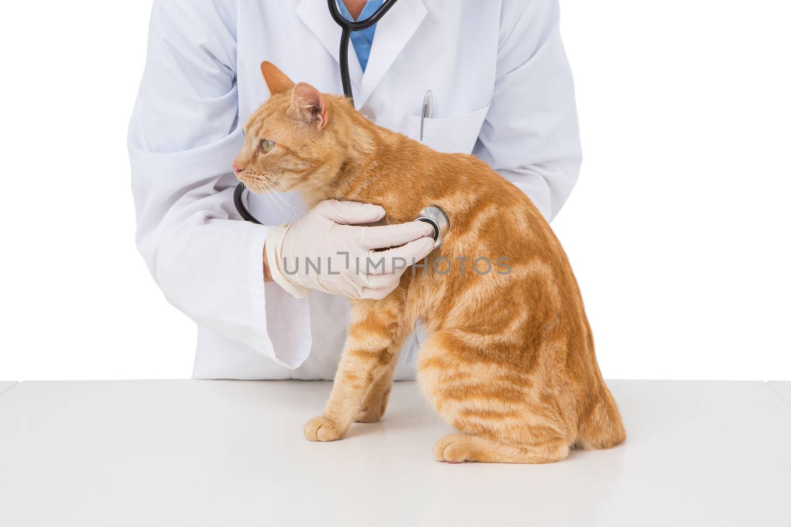 Veterinarian examining a cat with stethoscope  by Wavebreakmedia