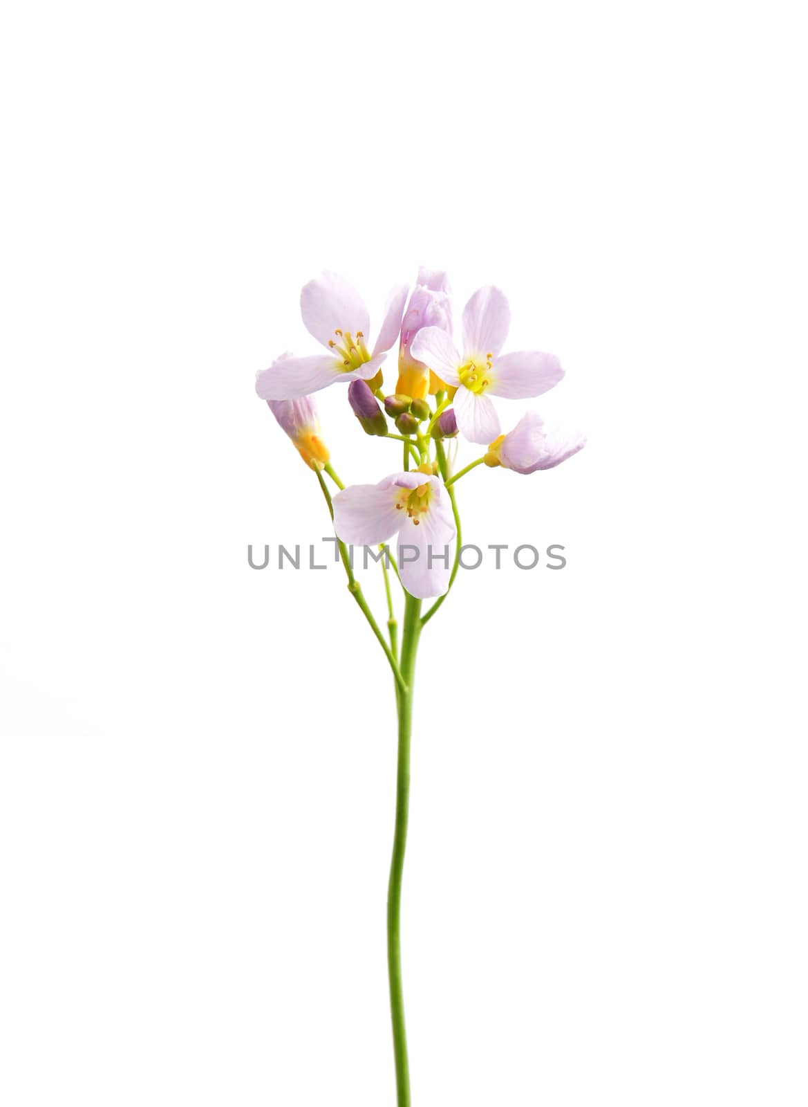Cuckoo flower (Cardamine pratensis) by rbiedermann