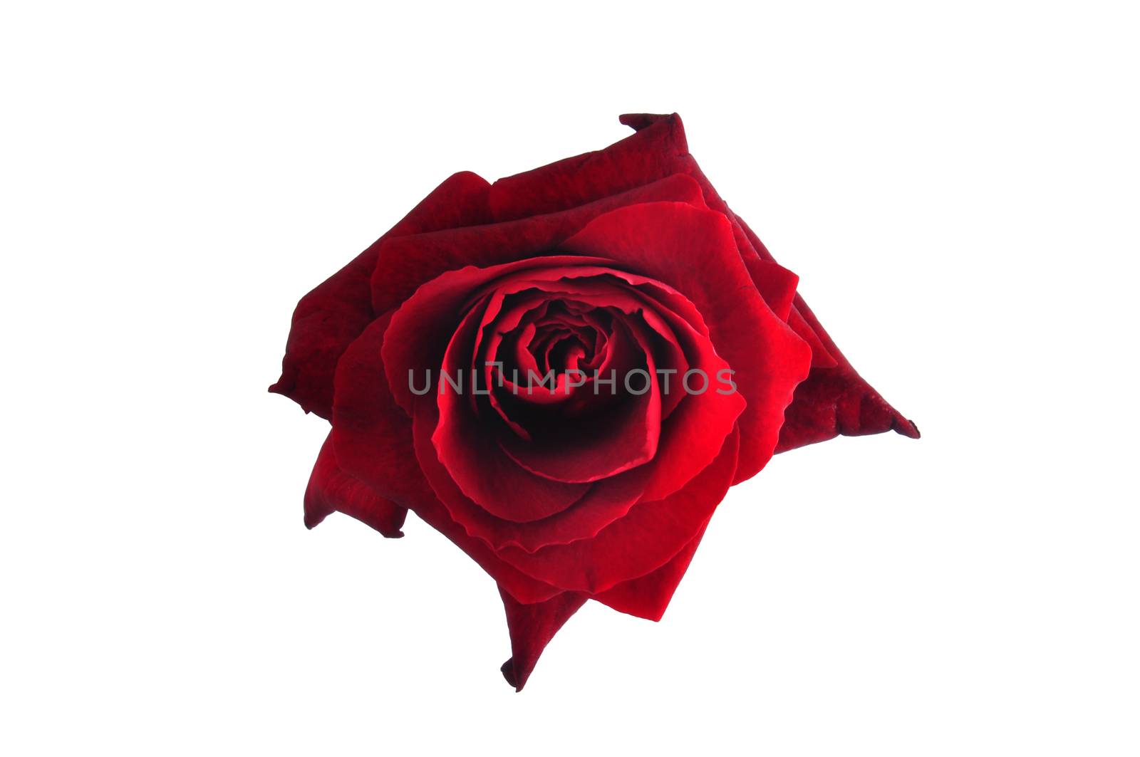 Rose flower by rbiedermann