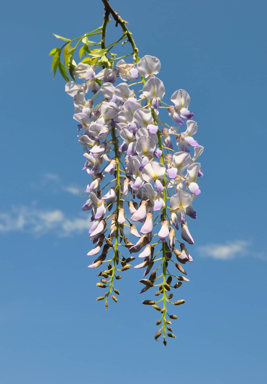 Chinese wisteria (Wisteria sinensis) by rbiedermann