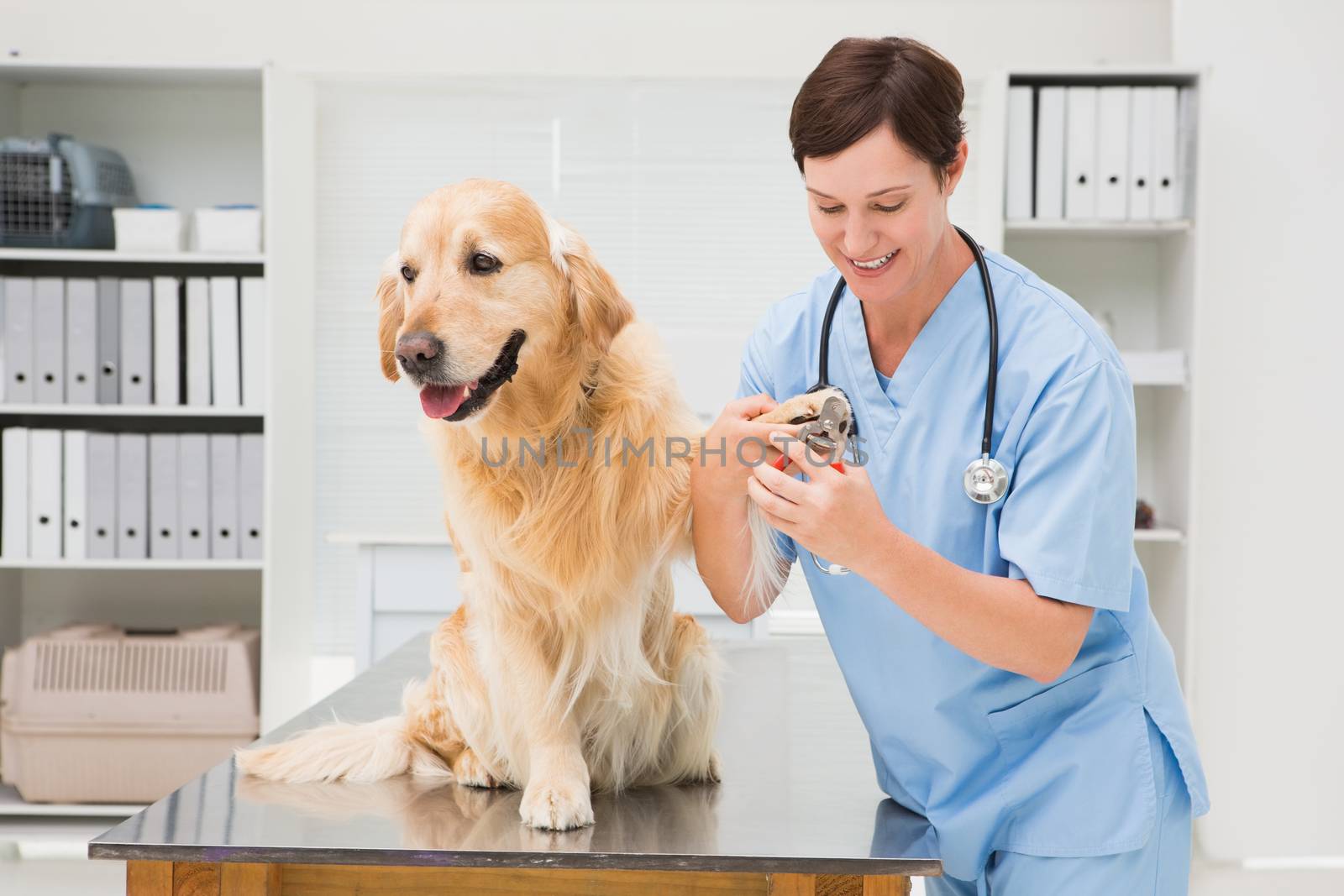 Vet using nail clipper on a dog in medical office