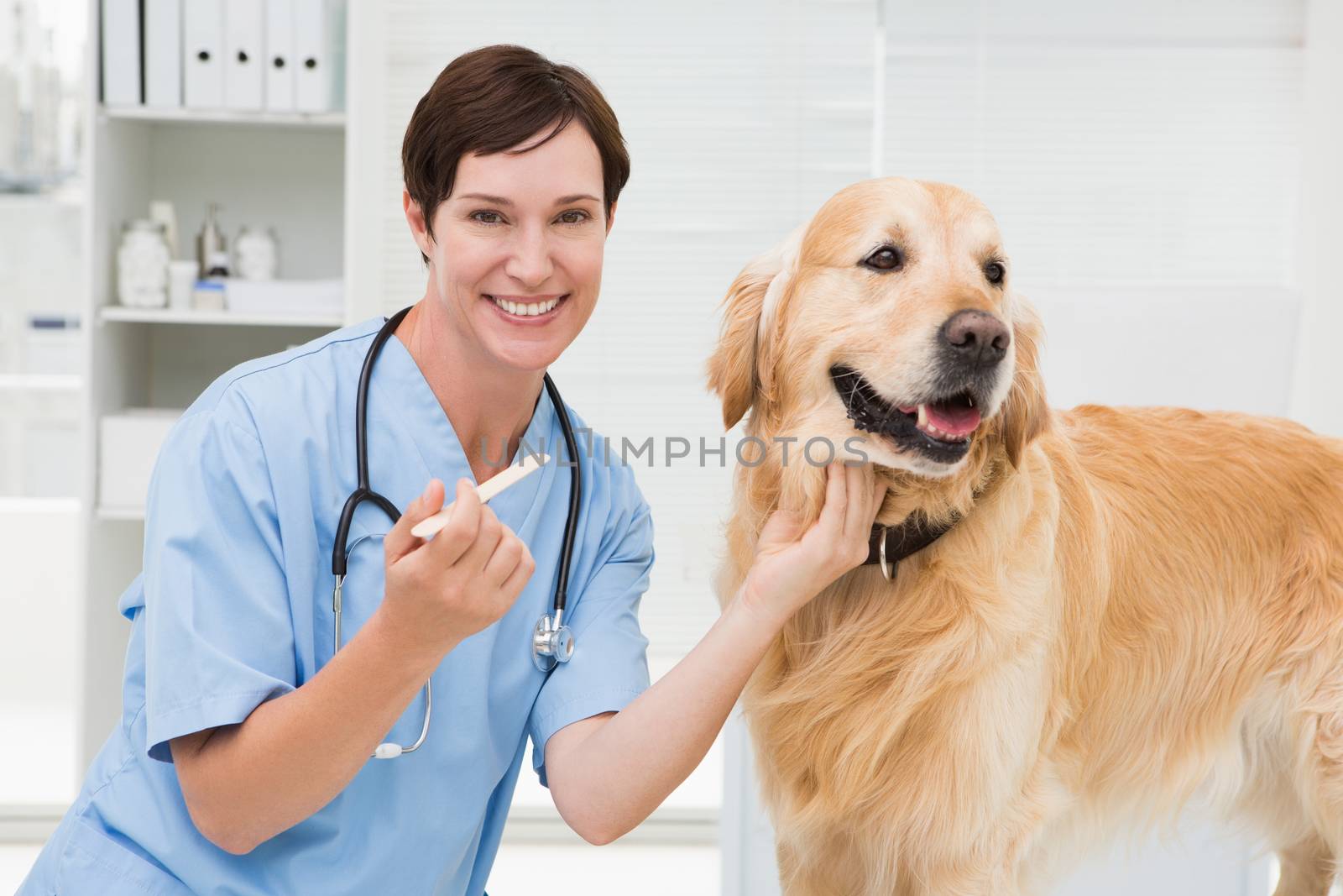 Veterinarian examining mouth of a cute dog  in medical office