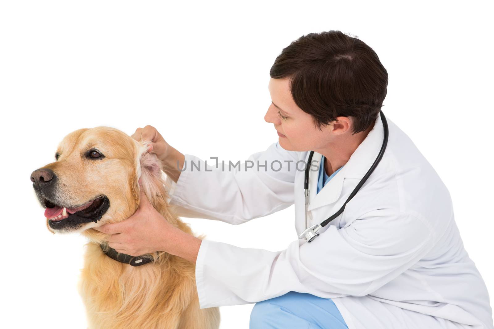 Veterinarian examining a cute dog on white backboard
