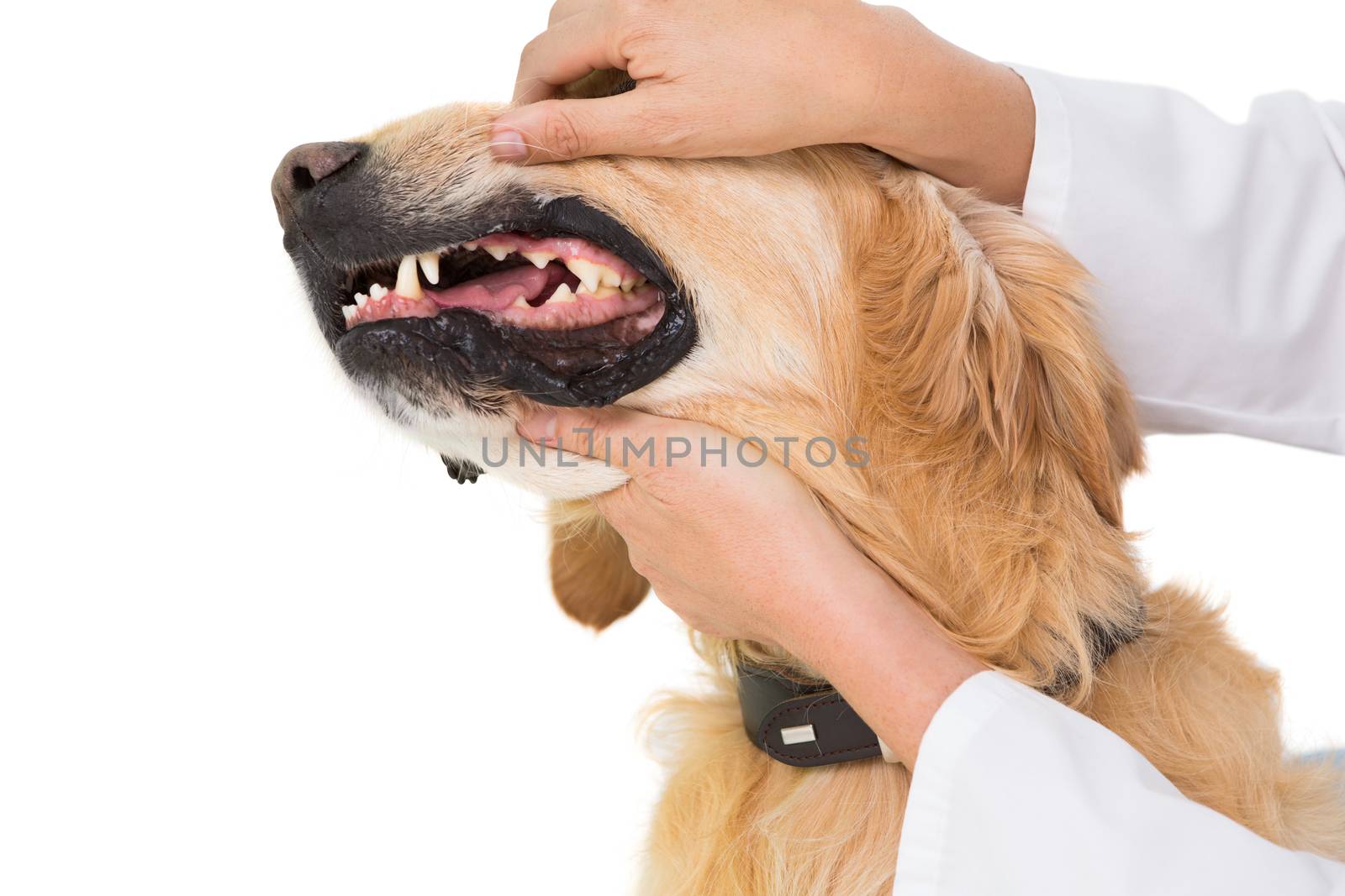 Veterinarian examining teeth of a cute dog  on white backboard