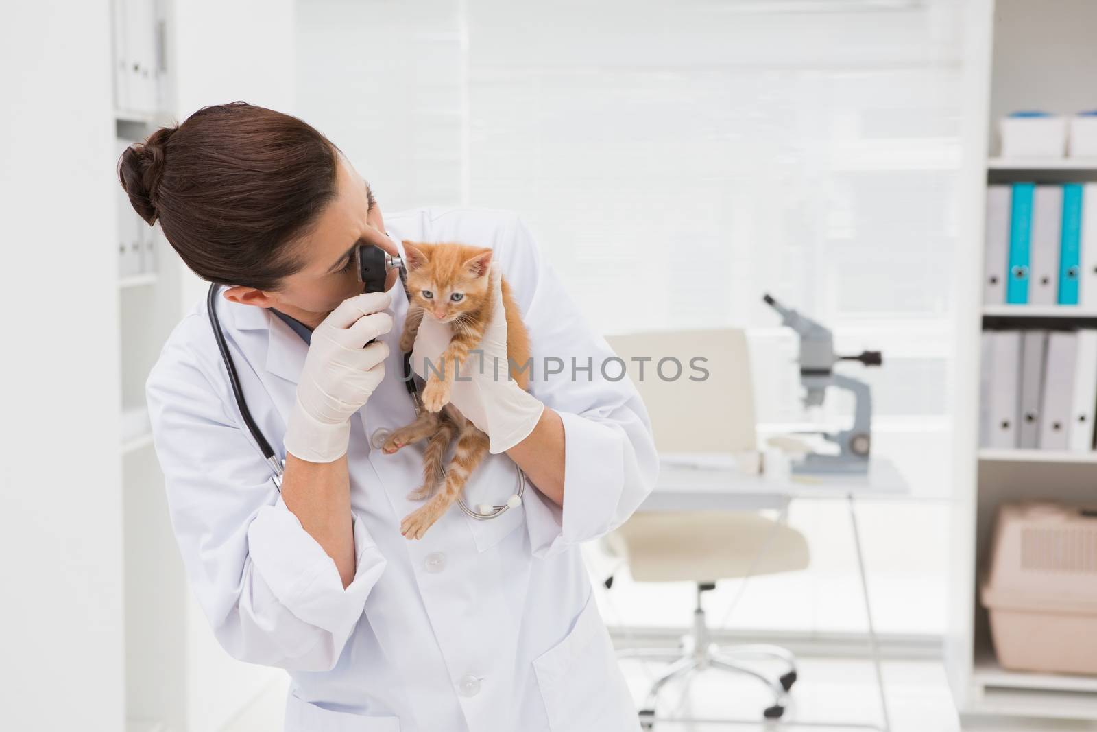 Veterinarian examining a cute cat in medical office