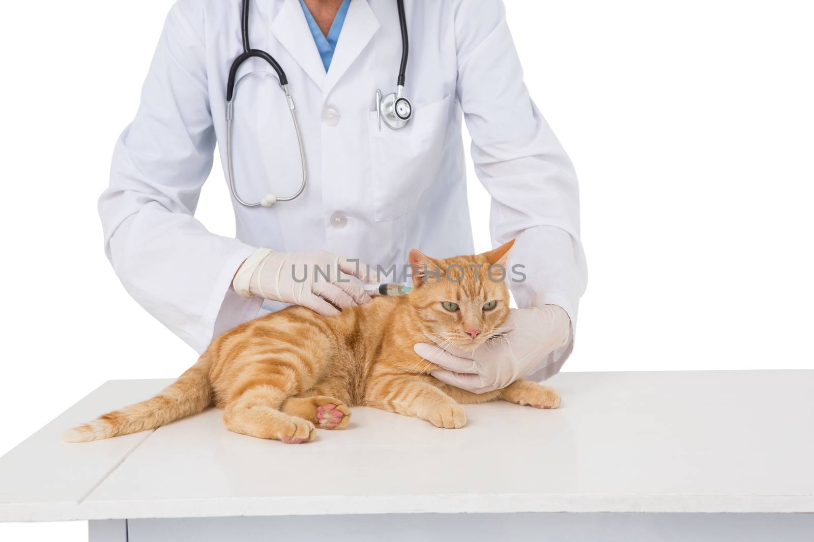 Veterinarian examining a maine coon on white background