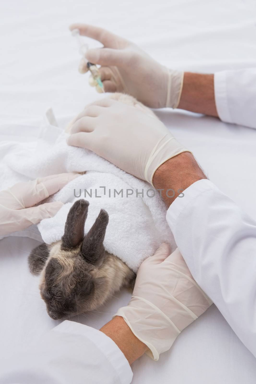 Veterinarians doing injection at a rabbit in medical office 