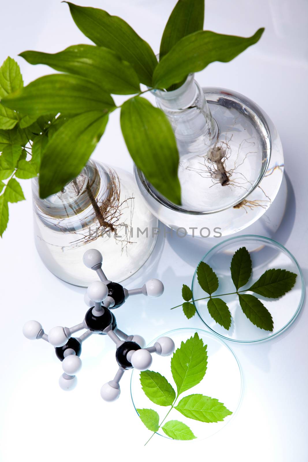 Laboratory glassware, genetically modified plant