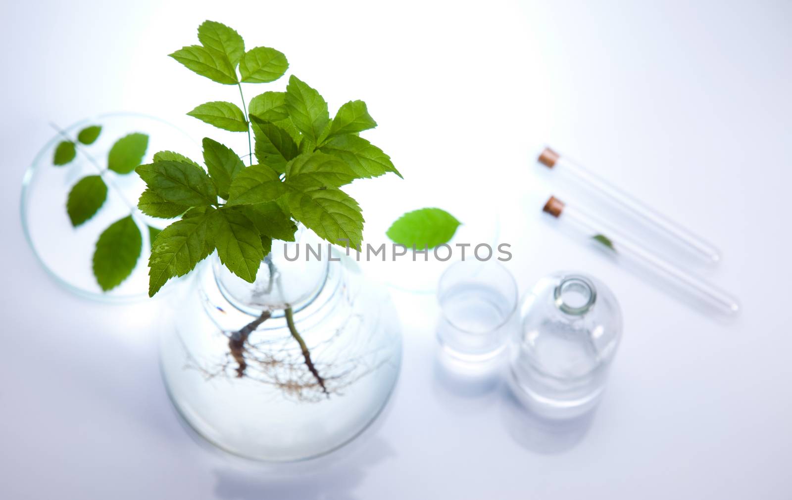 Laboratory glassware, genetically modified plant