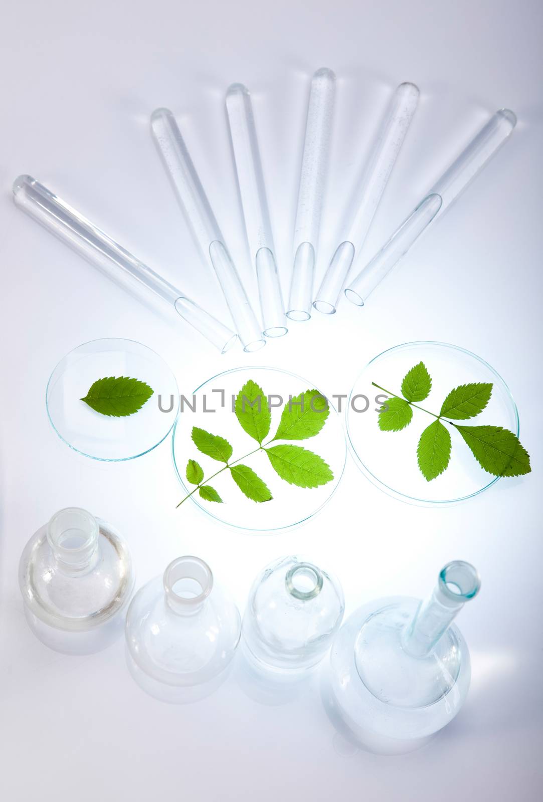 Plant in a test tube in hands of the scientist