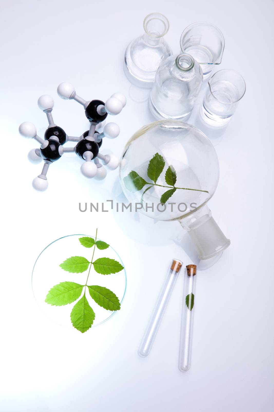 Plant in a test tube in hands of the scientist