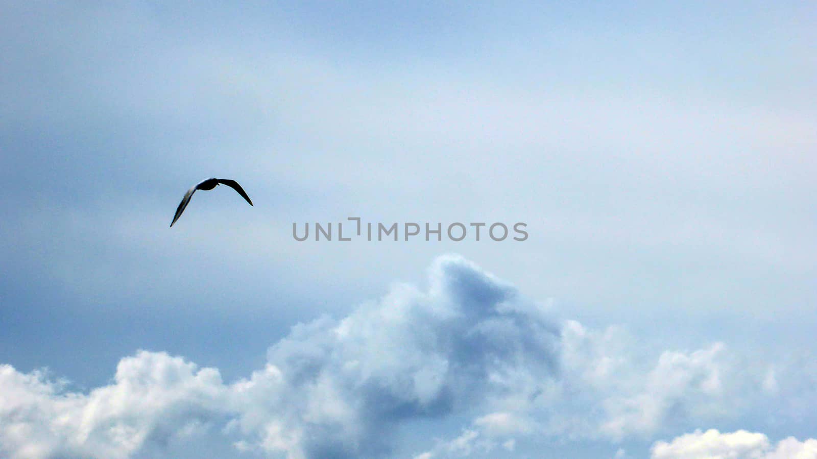 Picture of a flying seagull over the clouds