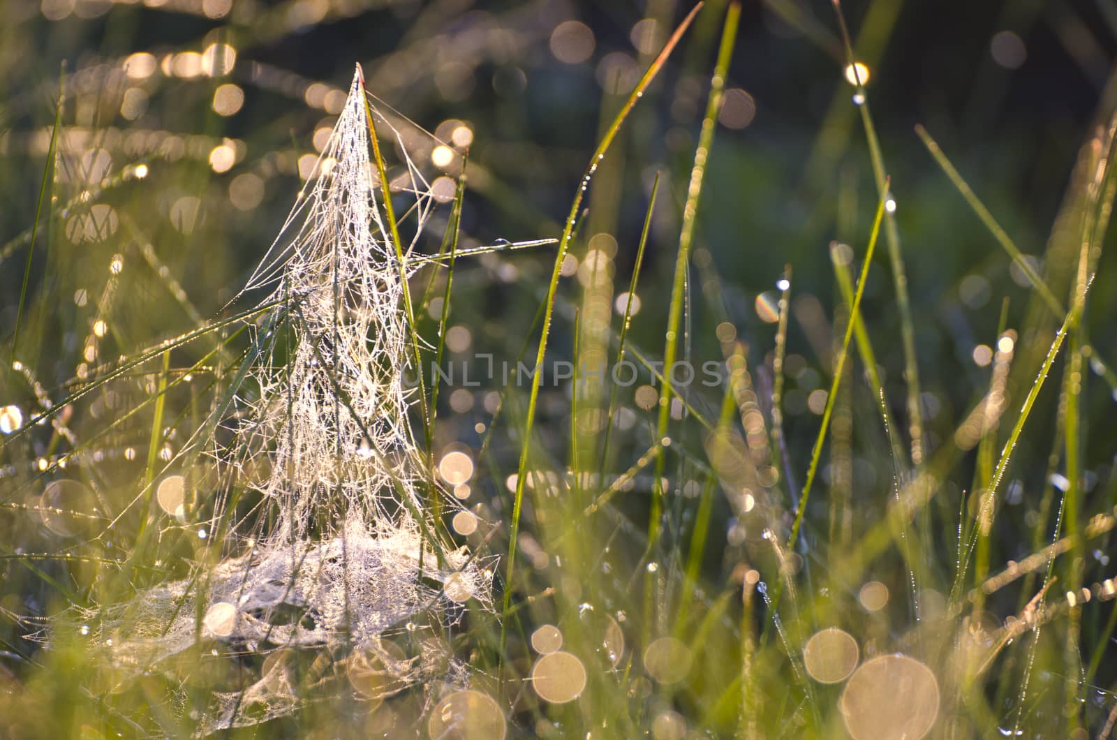 blur dewy summer end meadow grass with spiderweb background