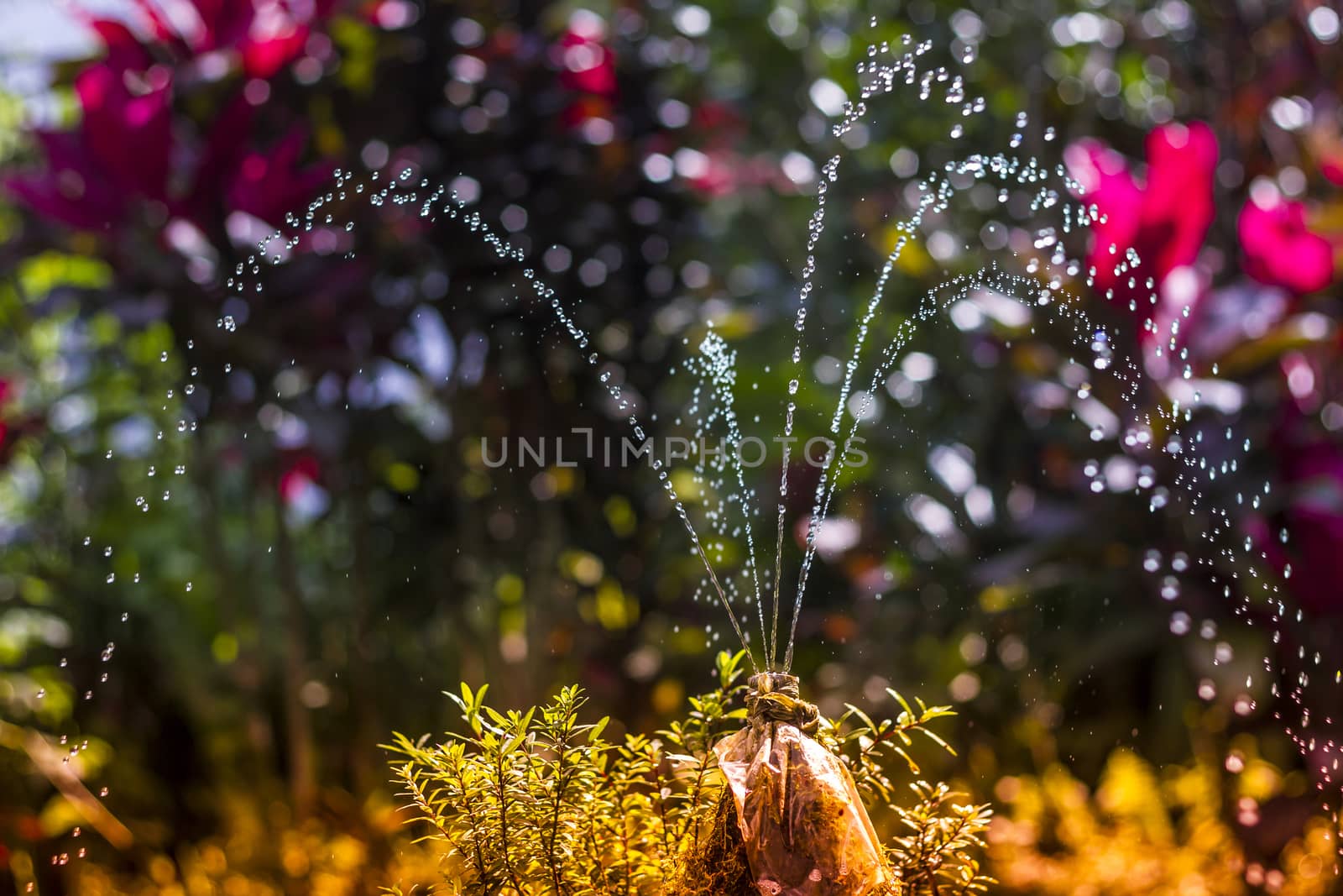 Small Fountain with Clean Fresh Water at the Forest