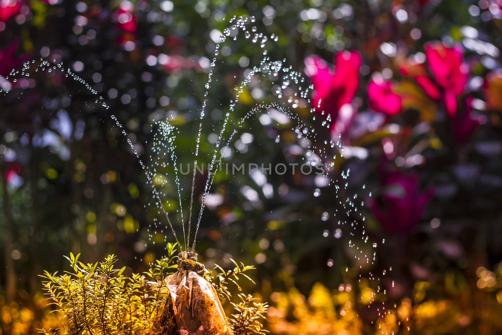 Small Fountain with Clean Fresh Water at the Forest