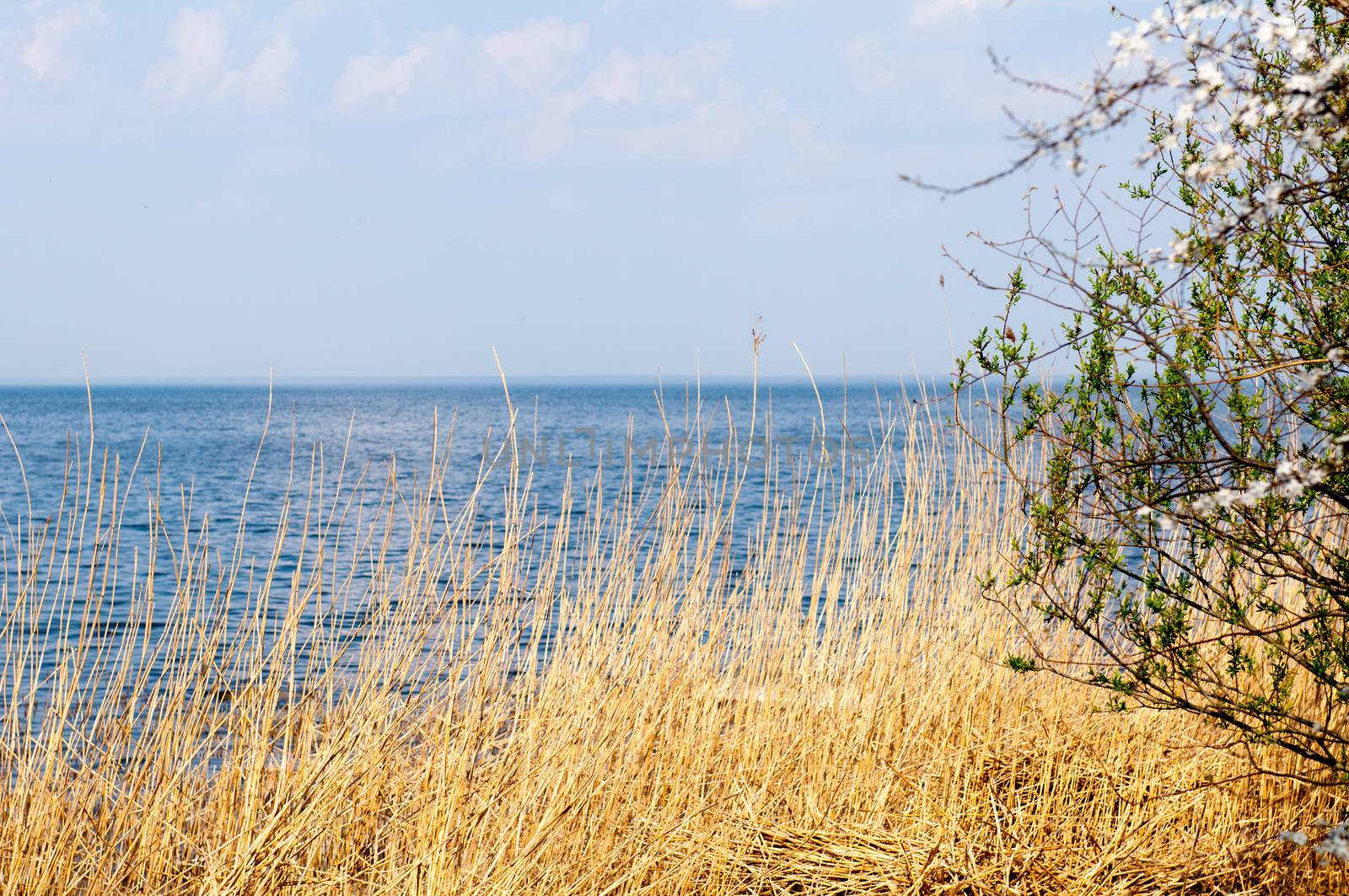 Yellow cane and lake shore. Russia. Kaliningrad region. The autumn weather.