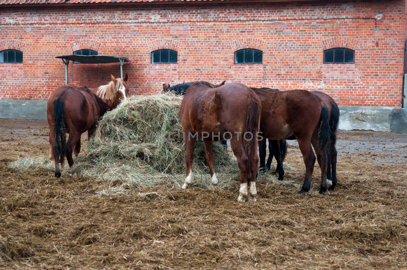 Thoroughbred horse at a walk. Ranch in Chernyakhovsk. Kaliningrad region.