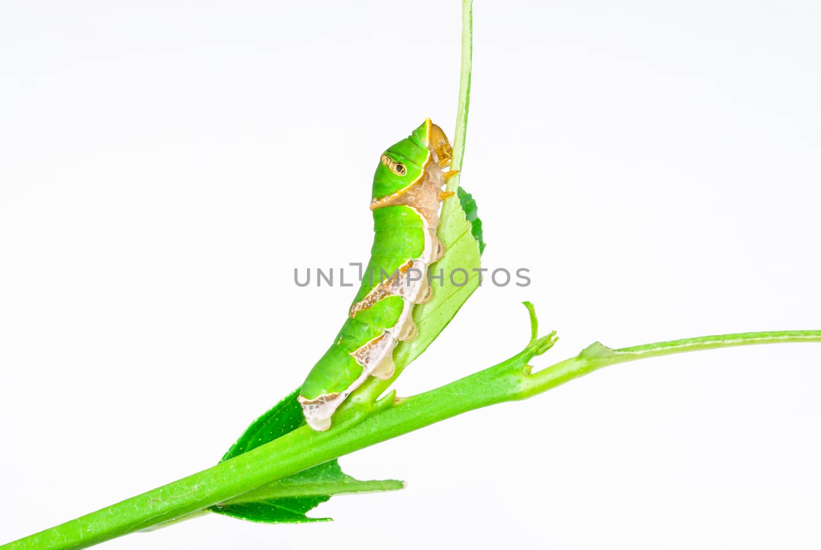 Green Caterpillar on a Twig.