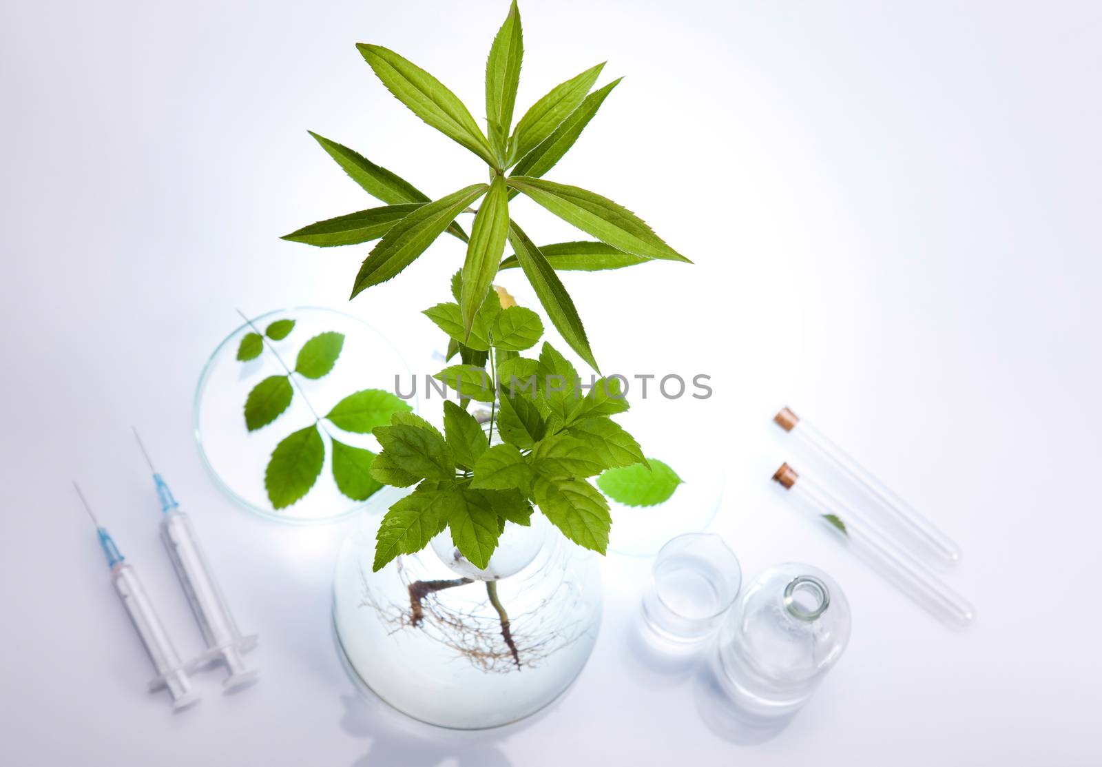 Laboratory glassware, genetically modified plant