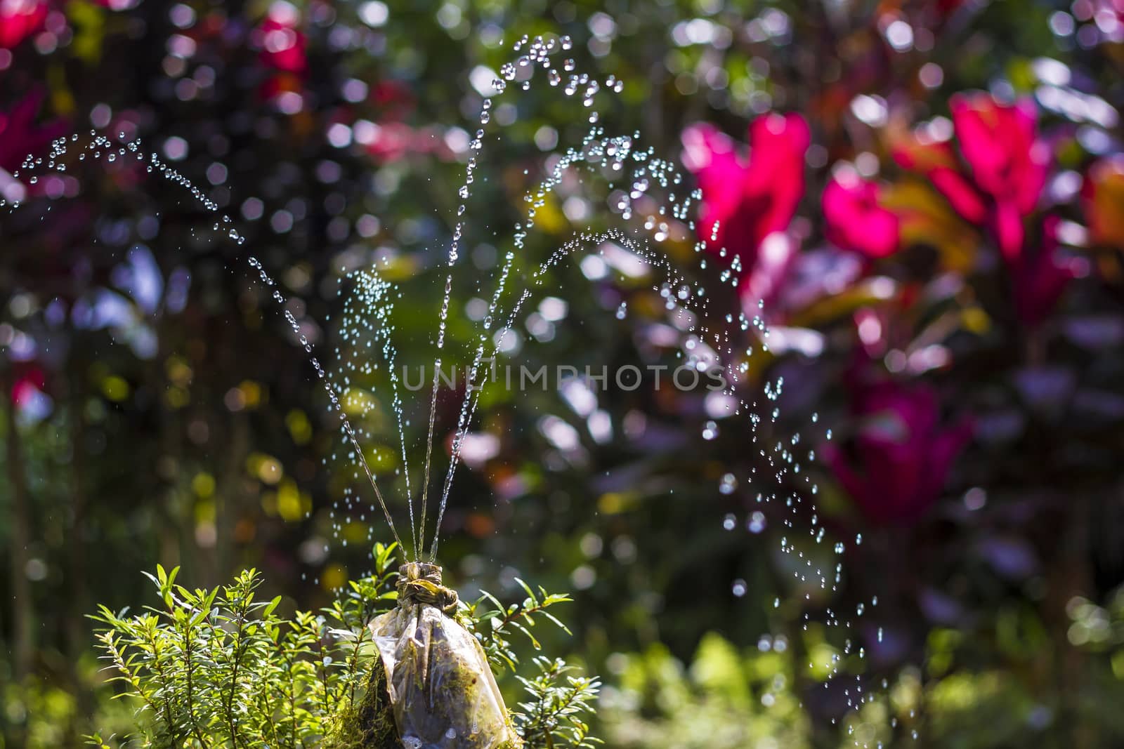 Small Fountain with Clean Fresh Water at the Forest