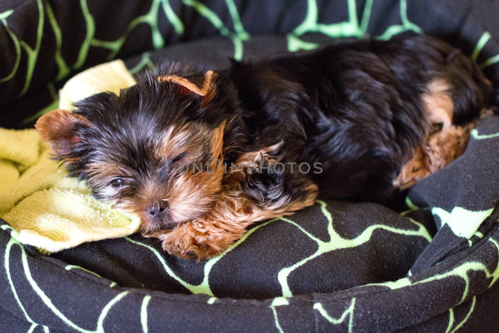 closeup shot of a Yorkshire Terrier puppy sleeping