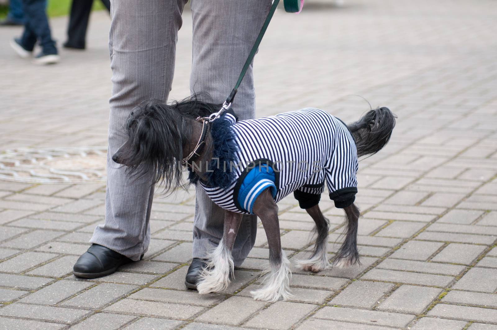 Chinese Crested Dog by rook