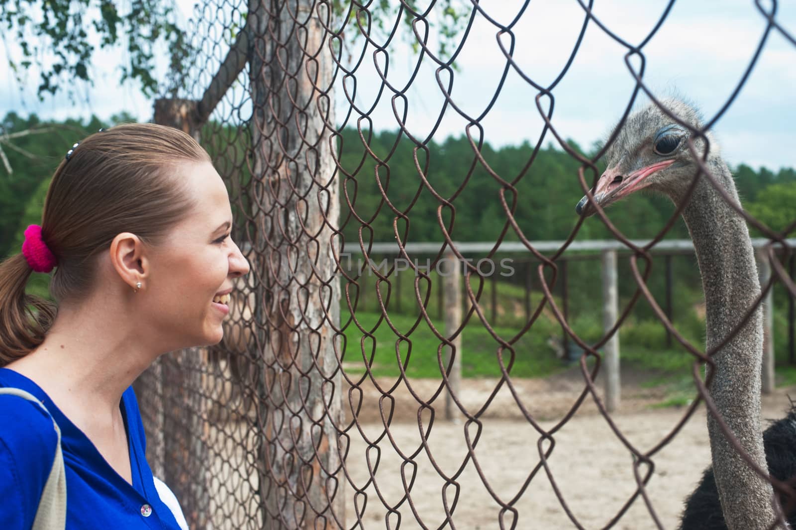 Young attractive woman feeding ostrich 