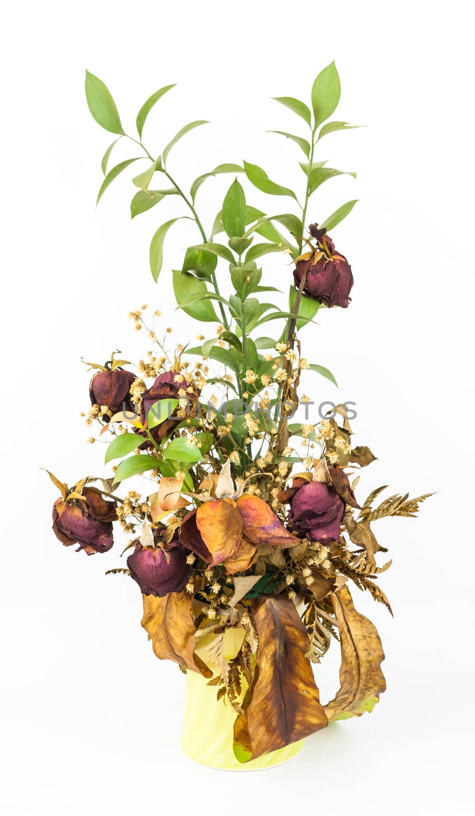 Rotten Roses in Vase, Isolated.