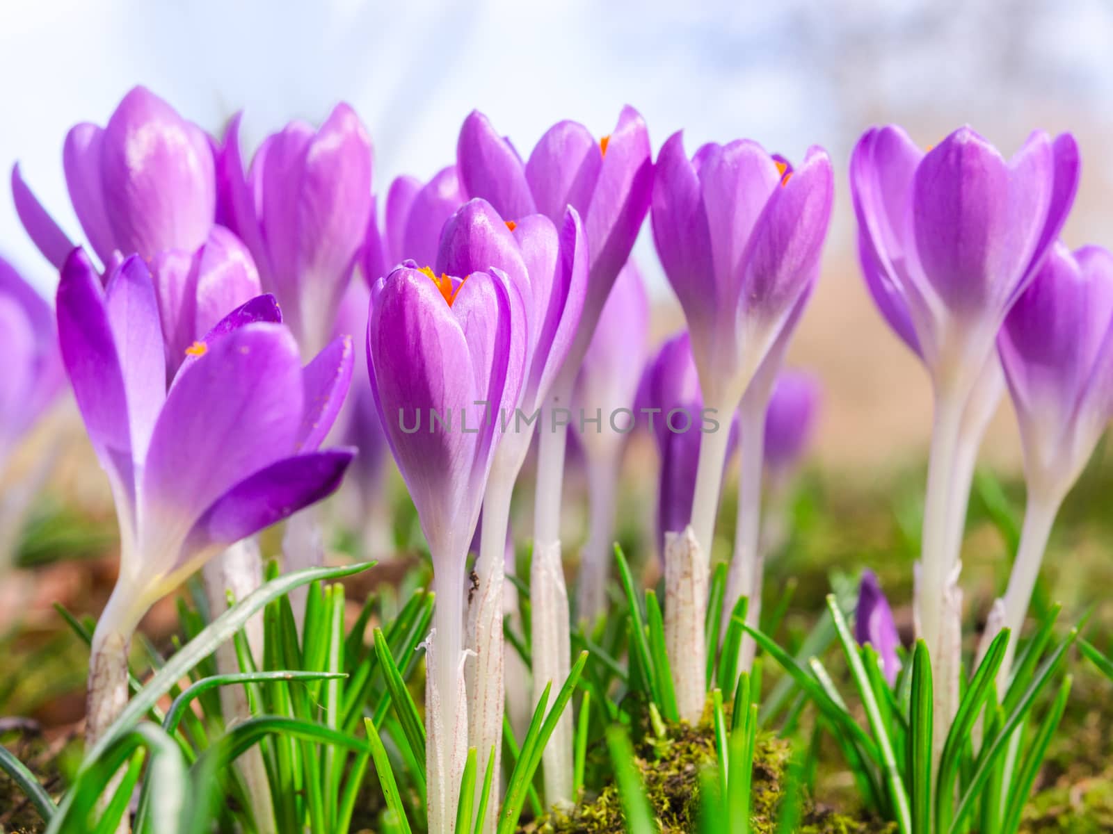 Beautiful spring blooming purple crocus flowers on Alpine sunlight meadow. Stock photo with shallow DOF and blurred background.