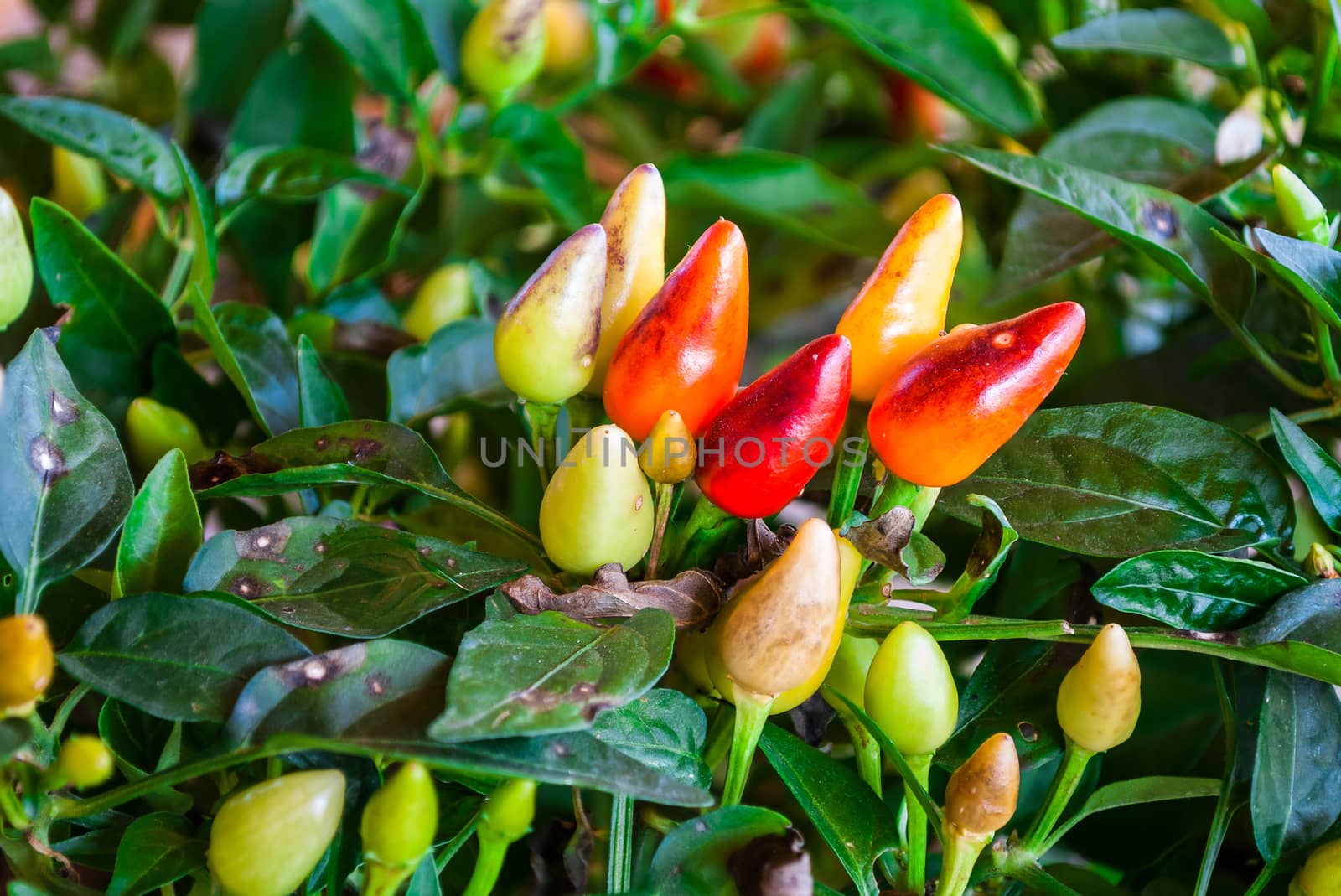 Colorful Ornamental Pepper.